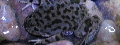 Telmatobius culeus (vodnice posvátná) - vzácná vodní žába žijící v Peru Foto: Joshua Stone / Wikimedia Commons