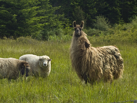 Farmářům a chovatelům ovcí, kteří se obávají ataků šelem, nabízí ochránci přírody netradiční model ochrany. Hlídací lamy.  Ilustrační foto.