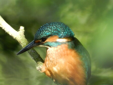 Ledňáček Ledňáček