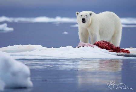 Oteplování v polárních oblastech může mít rovněž vážný dopad na zvířata, která jsou kořistí medvědů, jako jsou tuleni. Může ohrozit jejich habitaty a zvýšit výskyt nemocí