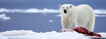 Lední medvěd Foto: Chase Dekker / Flickr