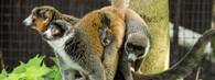 Lemur mongoz 