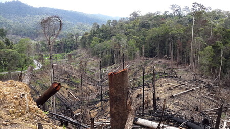 Ekologická organizace Greenpeace dnes obvinila přední britskou bankovní společnost HSBC, že pomohla zprostředkovat půjčky v hodnotě několika miliard dolarů firmám, které produkují palmový olej a jsou kritizovány za zničení rozsáhlých ploch indonéského deštného pralesa