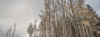 Mrtvý les v Německu