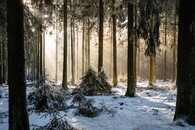 Les pod sněhem