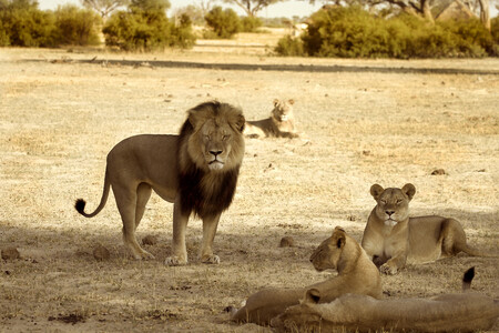 Nadějí na záchranu populace krále zvířat jsou podle výzkumu jen rezervace v jižní části Afriky.