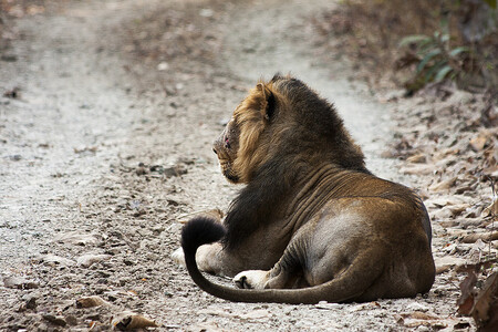 Smečku 13 lvů indických museli odchytit a dát dočasně do klecí správci přírodního parku Gir v indickém svazovém státě Gudžarát poté, co lvi ze smečky zabili nejméně tři lidi.