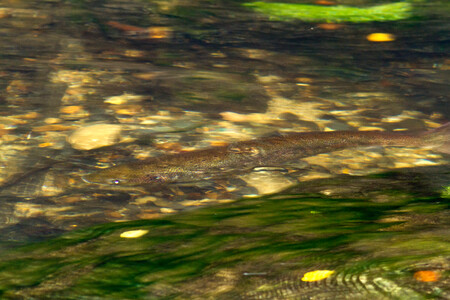 Lososi se vrací! Na snímku je v řece Kamenici zachycený dospělí jedinec lososa