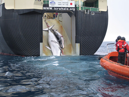 Na snímku z roku 2008 je na loď Nisshin Maru, která funguje jako továrna na zpracování velrybího masa, vytahována samice plejtváka malého s mládětem. Na boku mláděte je vidět rána, která je pravděpodobně způsobena explozivní harpunou, jejíž používání je zakázáno. Snímek byl použit u Mezinárodního soudního dvora jako důkaz nešetrného způsobu lovu.