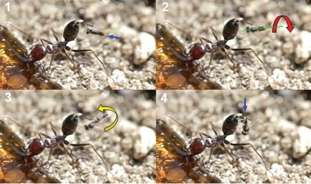 Unikátní záběry, na nichž lumek klade vajíčka do mravence.