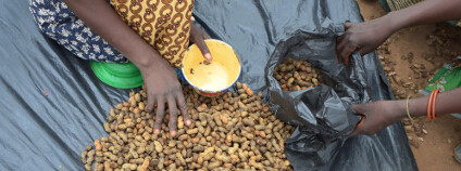 Prodej buráků v Malawi Foto: africa924 / Shutterstock.com