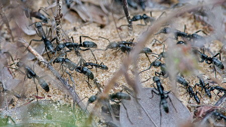 Afričtí mravenci Matabele skoro neustále bojují s termity. Ti jsou totiž jejich jediným zdrojem potravy. Mravenci Matabele se o své druhy zraněné v boji starají a snaží se je dostat zpět do mraveniště.
