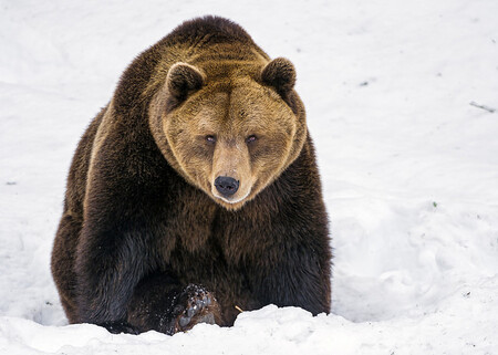 Zdání může klamat. Podle lesníka se medvědice válela po sněhu nikoli z čiré radosti nad krásami zimní přírodou, ale protože sněhová přikrývka skrývala zdechlinu, která jí příjemně voněla. Ilustrační obrázek