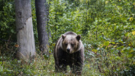 medvěd hnědý v Rumunsku