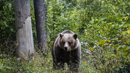 Když loni 16. října loňského roku schválila rumunská vláda zákaz trofejního lovu velkých šelem, považovali to místní ochránci přírody za významný posun kupředu.  Radost netrvala dlouho. Na ilustračním snímku rumunský medvěd hnědý.