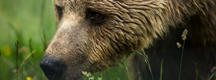 Medvěd hnědý Foto: Calin Stan / Shutterstock