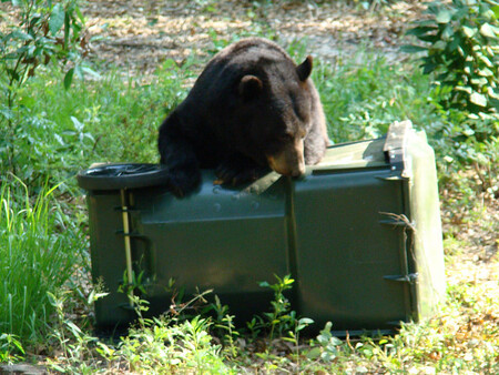 Medvědi si v minulosti podle odborníků zvykli scházet za lehko dostupnou potravou ve volně postavených nádobách s odpadky. Ilustrační obrázek