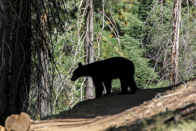 Nesnažte se ho překvapit, mohli byste být překvapení. Medvěd baribal na turistické stezce v Sequoia National Park.