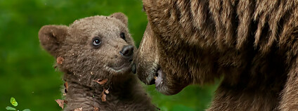Medvěd hnědý - medvídě Foto: un.bolovan Shutterstock