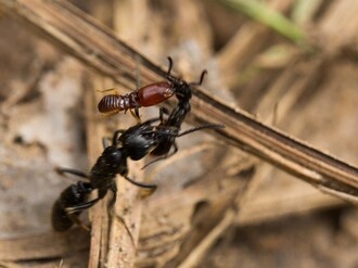 Africký mravenec Paltothyreus tarsatus právě zabil zraněného mravence Matebele, do kterého je stále zakousnutý termit. Zranění mravenci mohou být svému společenství prospěšní. Pokud se jim ovšem podaří z boje vrátit.