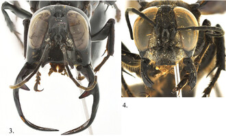 Čelní pohled na obří vosy Megalara garuda, vlevo samec s obrovskými čelistmi, vpravo samice