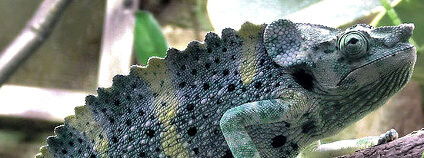 foto: Chameleon / Adrian Pingstone / Wikimedia Commons
