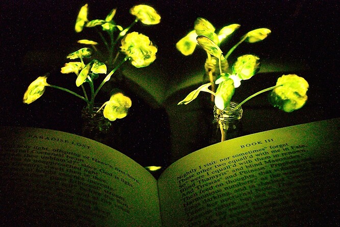 Vložením speciálních nanočástic do listů potočnice lékařské docílili, že květiny až čtyři hodiny denně tlumeně svítily. Vědci věří, že takto upravené rostliny budou jednou vydávat natolik intenzivní světlo, aby osvítily pracovní stůl nebo celou kancelář.