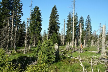 Před deseti lety tu řádil Kyrill. Místo suchého lesa raší les nový. Na snímku les u Modravských slatí.