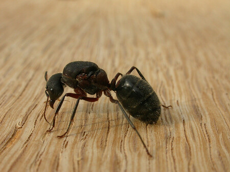 Středně velcí mravenci rodu Camponotus obvykle osidlují vrcholové partie stromů. Infikovaní jedinci se namísto prosluněných větví stahují co nejníže, ke kořenům, kde je vlhko.