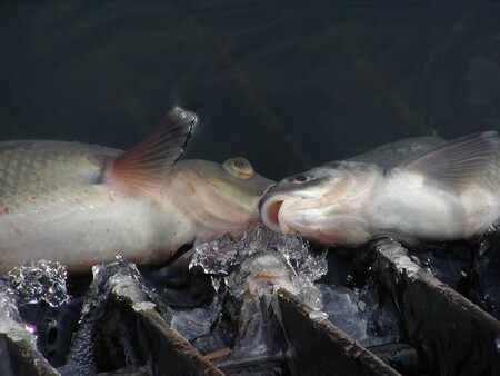 Zhruba 500 kilogramů ryb uhynulo na Labi v Nymburku 21. října. Podle Černohouse bylo zjištěno, že ve vodě nebyl dostatek kyslíku.