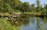 mrtvé dřevo v řece
