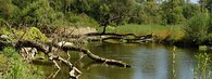mrtvé dřevo v řece