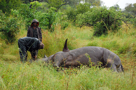 Jen v loňském roce bylo ve známém Krugerově parku zmasakrováno 1215 nosorožců