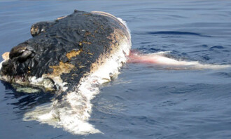 Na zdechlině velryby, kterou objevila posádka lodi Pisces, si pochutnávali žraloci