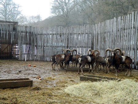 Čtyřiatřicet muflonů bude v sobotu 6. února odvezeno z obory Vřísek u České Lípy do bulharského loveckého revíru Karamuš u města Laki.