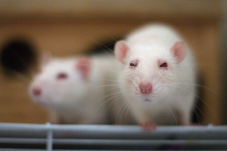 Česká republika dosud nepřevedla do národního práva odpovídajícím způsobem například zásadu nahrazení živých zvířat při laboratorních pokusech, pokud je to možné. Ilustrační snímek laboratorních krys.