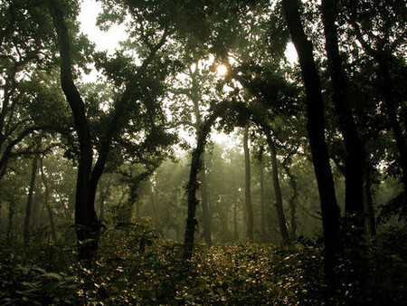 Indická vláda si klade za cíl zdvojnásobit v následujících deseti letech počet zalesněné plochy v zemi. A právě proto se prý snižuje lesnatost v sousedním, politicky nestabilním Nepálu, kde lesy zaujímají zhruba 40 % z celkové rozlohy.