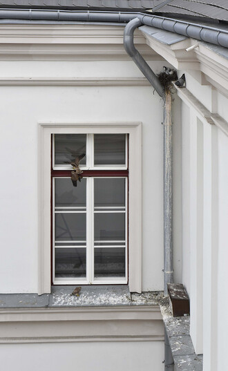 Neobvyklé sousedství poštolek obecných a holubů hřivnáčů na budově ústeckého muzea.