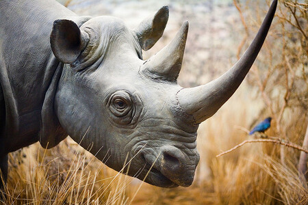 Divoce žijící nosorožci mohou být velmi nebezpeční. Zmíněný přítulný jedinec podle kameramana sice také žije ve volné přírodě, ale za léta, kdy jej natáčí, k němu zvíře získalo důvěru a samo se rozhodlo přijít. / ilustrační foto