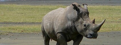 foto: Nosorožec tuponosý / Wikimedia Commons