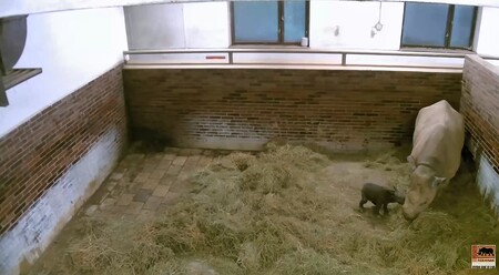 Po pondělním porodu druhého mláděte čítá skupina nosorožců dvourohých ve dvorské zoo 17 jedinců, což je největší skupina chovaná v Evropě. Ilustrační snímek.