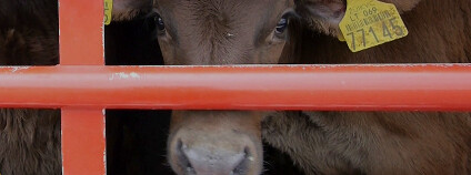Kampaň proti přepravě živých zvířat Foto: #AnimalsAreNotFreight / www.notfreight.org