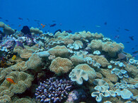 Korálový útes