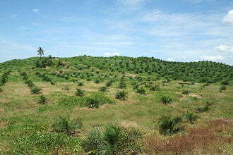 "Hrozné jsou plantáže olejové palmy, tam se nedá ani pořádně dýchat a opravdu tam vůbec nic nežije. Jejich rozvoj přitom souvisí s bojem proti klimatickým změnám, mně ale připadá, že zrovna klimatickým změnám lidé věnují příliš velkou pozornost na úkor jiných problémů." Na snímku plantáž olejové palmy v malajské části ostrova Borneo.