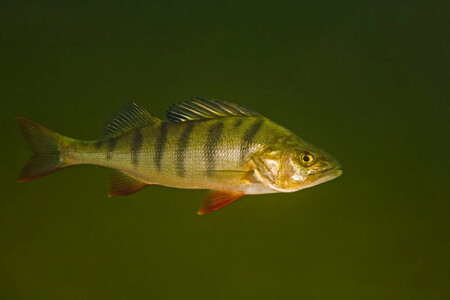 Ryby, vystavené Oxazepamu, se stranily jedna druhé. Vystavovaly se tím většímu riziku, že se stanou kořistí nějakého predátora.