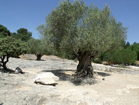 Tisícileté olivovníky jsou dnes chráněny, aby si je nemohli milovníci kuriozit odvézt do své vlasti.