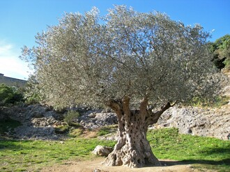 Obchod s olivovníky prudce klesl, protože si lidé uvědomili, že jde o národní poklad