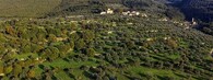 Olivový háj v Toskánsku