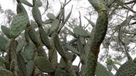Opuncie - nepůvodní kaktus v Austrálii