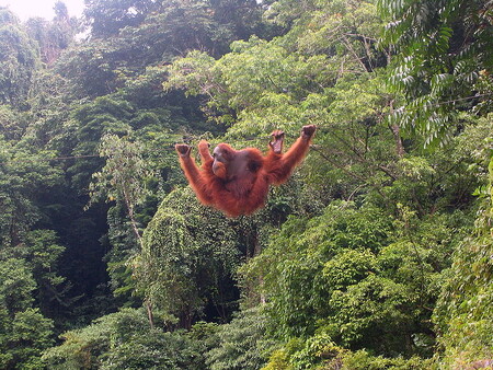 Populace vzácnějšího sumaterského orangutana (na obrázku) čítá v současné době zhruba 12.000 kusů. Orangutani jsou druh, který se rozmnožuje velmi pomalu. Pokud za rok zemře jeden ze sta dospělých jedinců, tento druh s velkou pravděpodobností vyhyne.